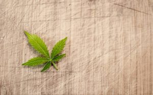 Marihuana lecznicza - jak wygląda
