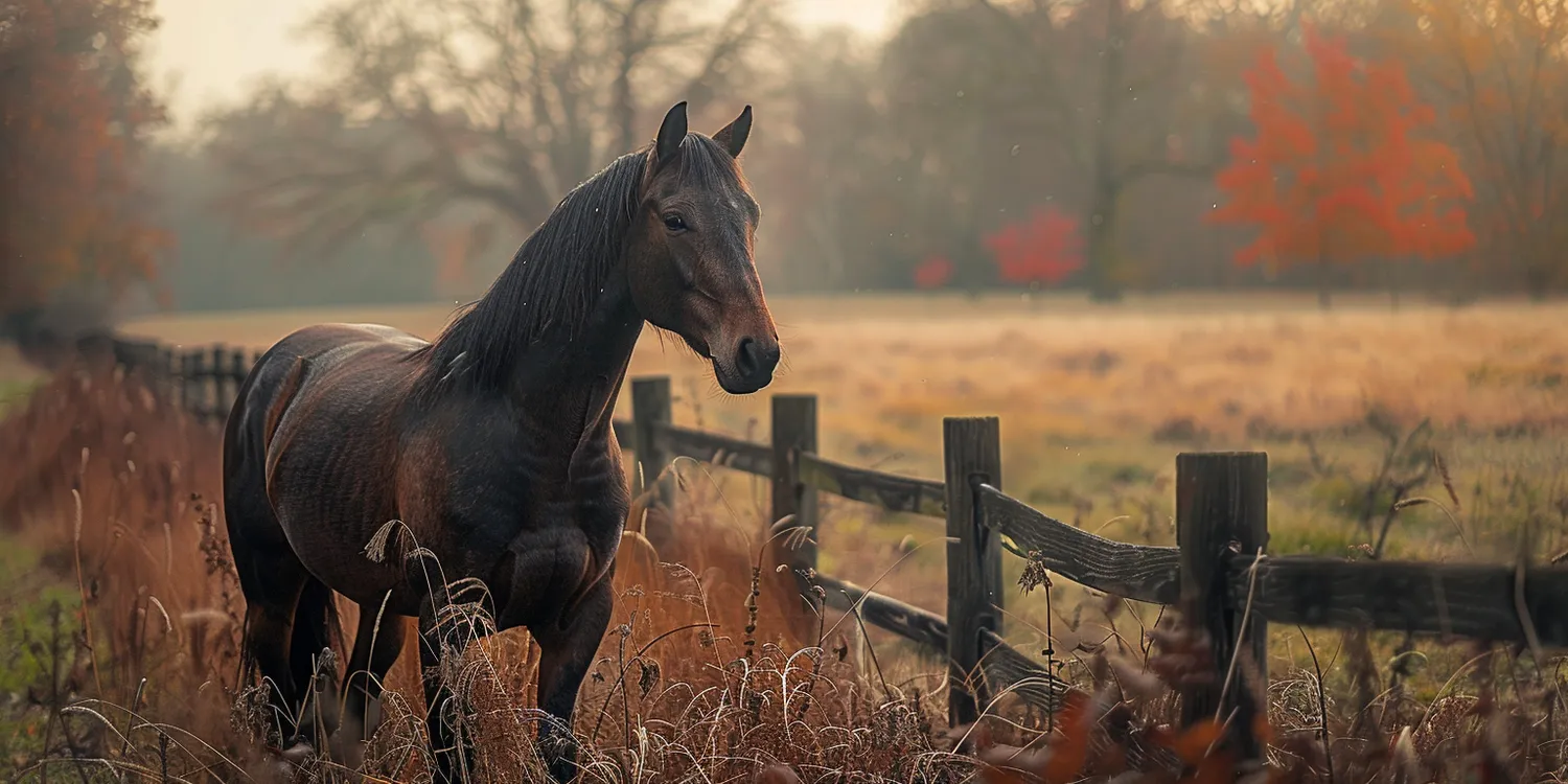 Humanitarne i godne żegnanie się ze zwierzętami